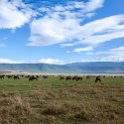 TZA ARU Ngorongoro 2016DEC26 Crater 050 : 2016, 2016 - African Adventures, Africa, Arusha, Crater, Date, December, Eastern, Month, Ngorongoro, Places, Tanzania, Trips, Year